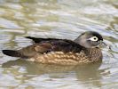 American Wood Duck (WWT Slimbridge April 2013) - pic by Nigel Key